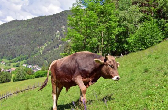 Sommerurlaub St.Sigmund . Kiens / Pustertal 8