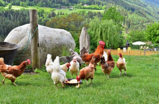 Urlaub auf dem Bauernhof im Pustertal 12