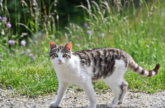 holidays-at-the-farm-in-val-pusteria(13)