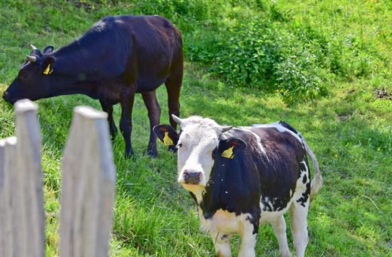 Urlaub auf dem Bauernhof im Pustertal 9